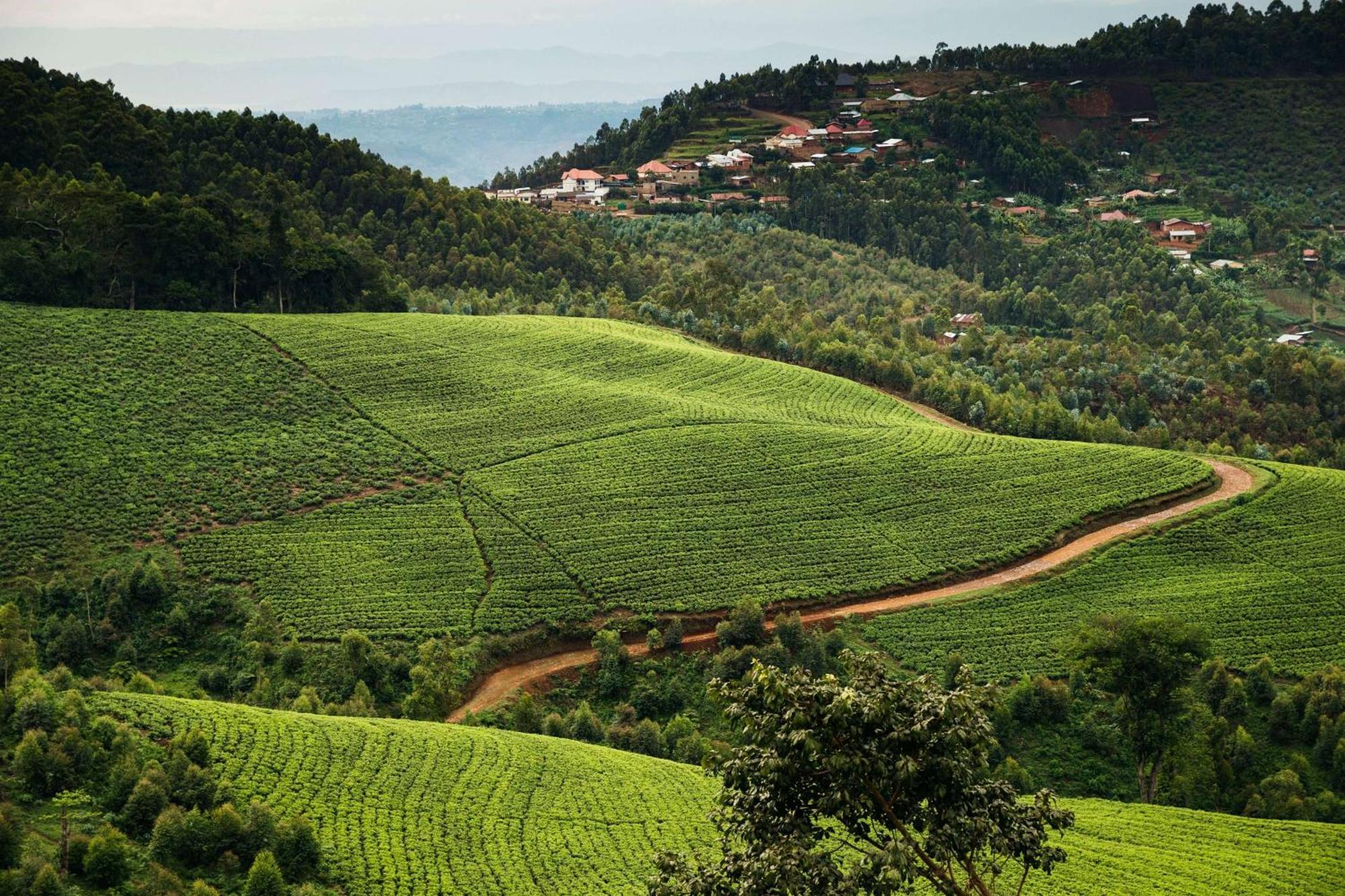 Вилла One&Only Nyungwe House Rwumba Экстерьер фото