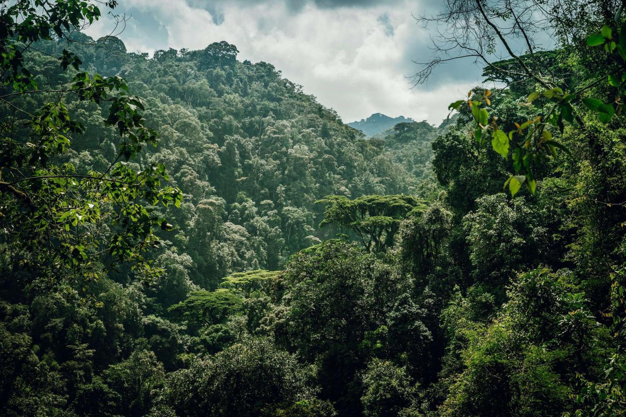 Вилла One&Only Nyungwe House Rwumba Экстерьер фото