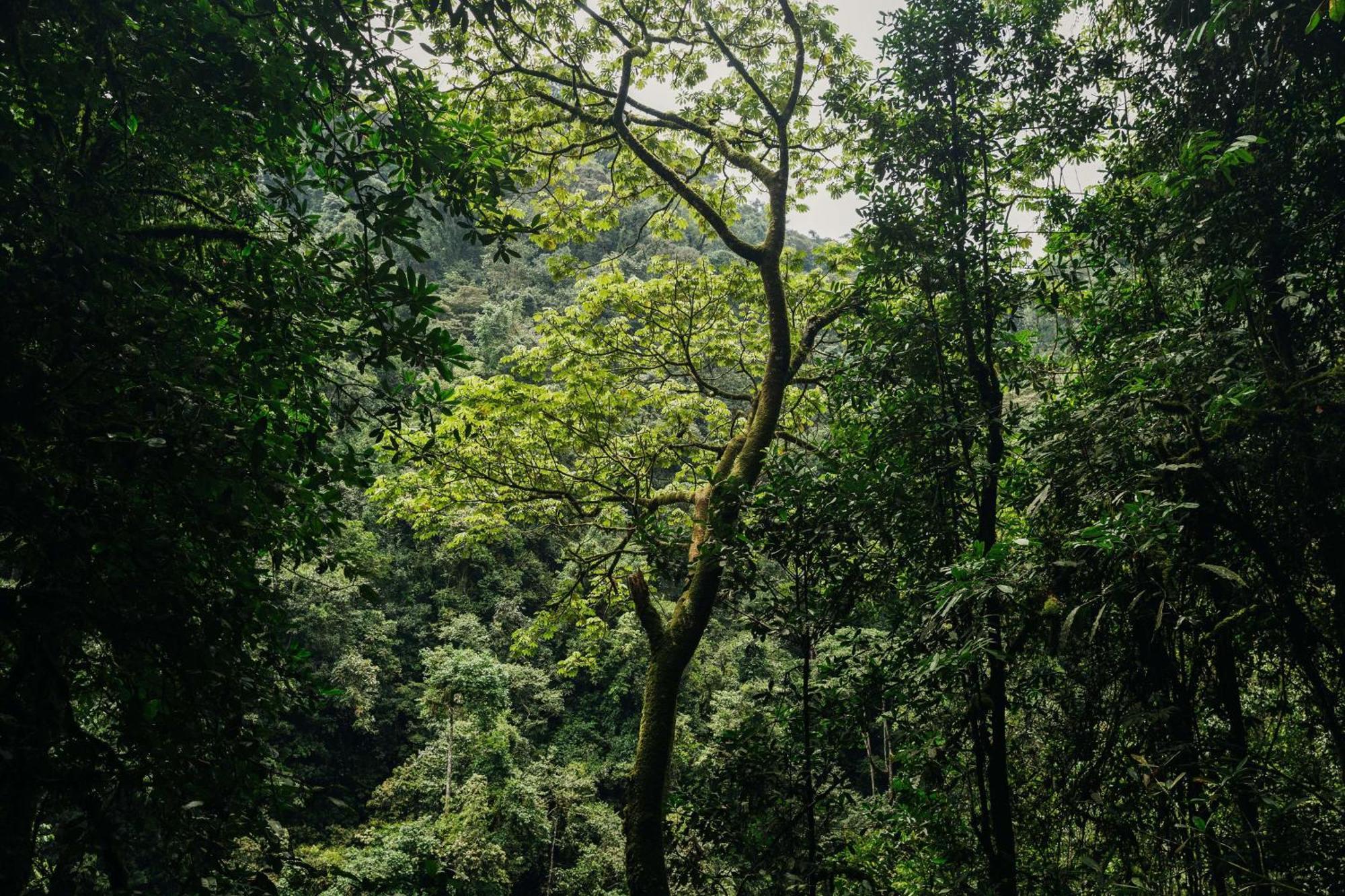 Вилла One&Only Nyungwe House Rwumba Экстерьер фото