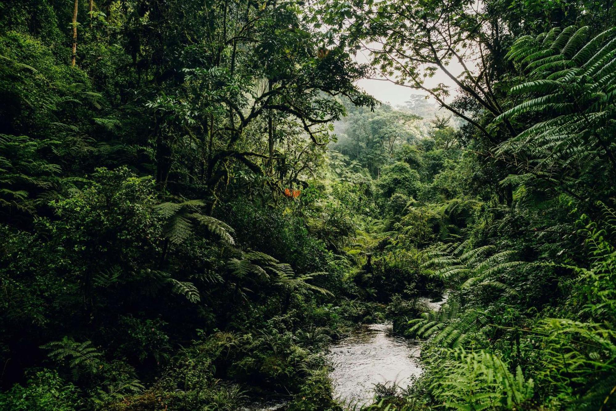 Вилла One&Only Nyungwe House Rwumba Экстерьер фото